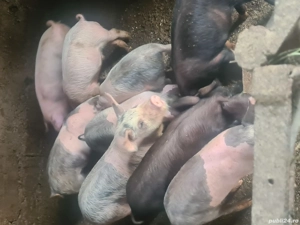 Purcei de vânzare  - imagine 2 Purcei de vânzare  - imagine 2