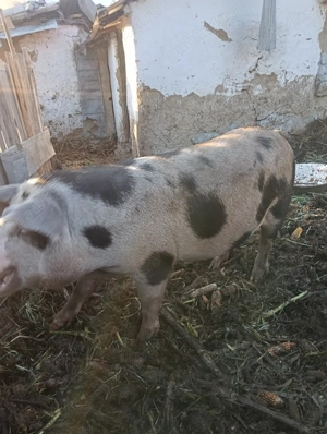 Vând un porc crescut natural fara zer concentrate doar cu cereale 