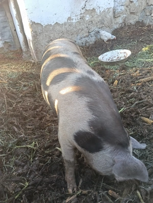 Vând un porc  de rasa petrean  21 kg