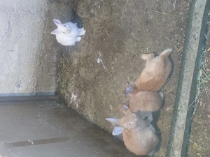 Iepuri pitic olandez 