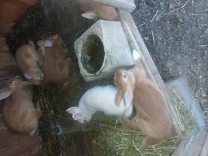 Iepuri pitic olandez  - imagine 2 Iepuri pitic olandez  - imagine 2