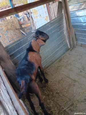 Vând 5 capre și un țap Anglo-Nubian  - imagine 2