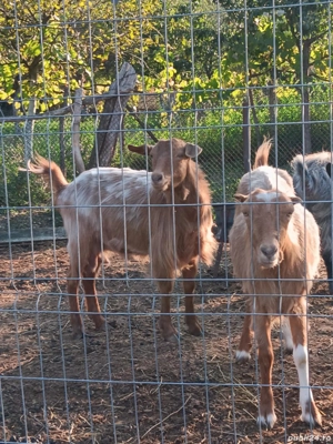 Vând 5 capre și un țap Anglo-Nubian  - imagine 4