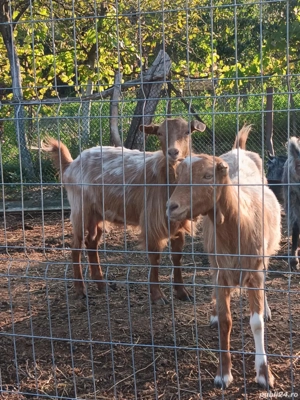 Vând 5 capre și un țap Anglo-Nubian  - imagine 5