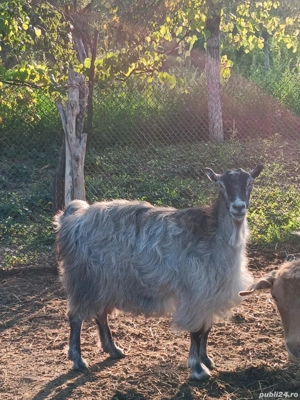 Vând 5 capre și un țap Anglo-Nubian  - imagine 3