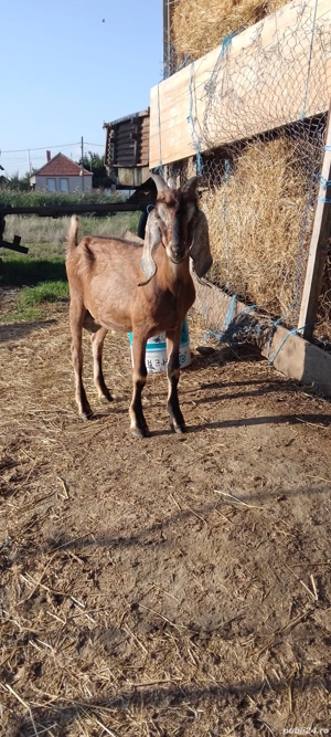 vund tap anglo nubian cu acte de origine - imagine 4