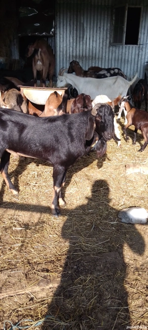 vund tap anglo nubian cu acte de origine - imagine 2