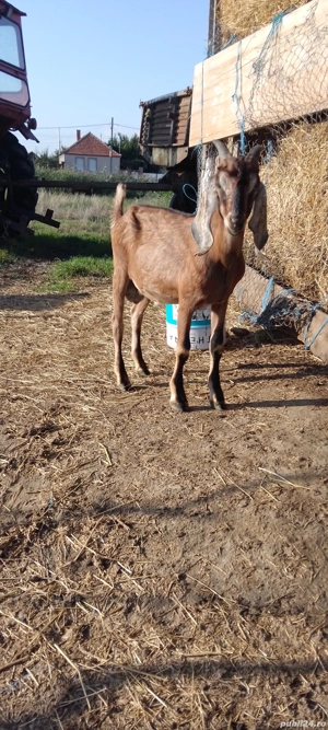 vund tap anglo nubian cu acte de origine - imagine 5