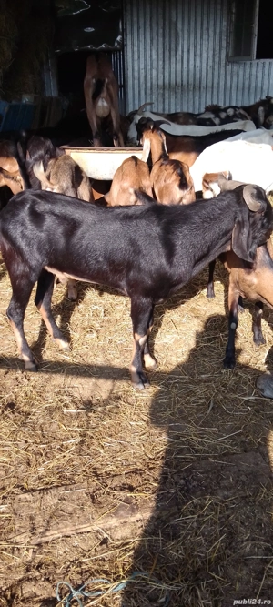 vund tap anglo nubian cu acte de origine - imagine 3