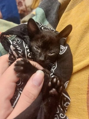 Un pisic mic si negru isi cauta casa