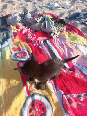 Un pisic mic si negru isi cauta casa - imagine 2