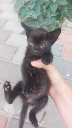 Un pisic mic si negru isi cauta casa - imagine 3