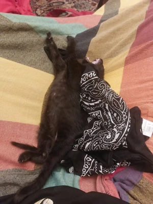 Un pisic mic si negru isi cauta casa - imagine 5