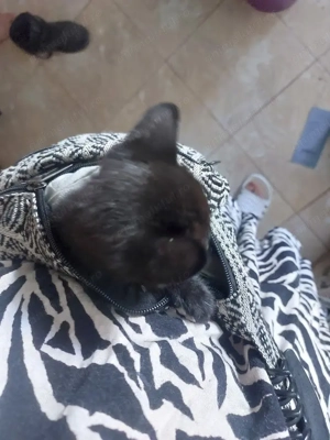 Un pisic mic si negru isi cauta casa - imagine 4