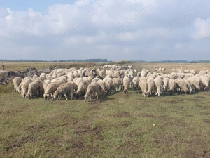 Vand 450 oi de carne,  gestante,  - imagine 2 Vand 450 oi de carne,  gestante,  - imagine 2