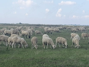 Vand 450 oi de carne,  gestante,  - imagine 3 Vand 450 oi de carne,  gestante,  - imagine 3