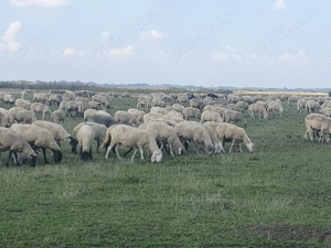 Vand 450 oi de carne,  gestante,  - imagine 5 Vand 450 oi de carne,  gestante,  - imagine 5