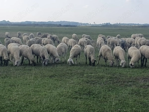 Vand 450 oi de carne,  gestante,  - imagine 4 Vand 450 oi de carne,  gestante,  - imagine 4