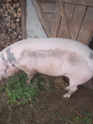 Vând porci 180-200 kilograme  - imagine 2