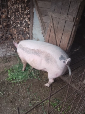 Vând porci 180-200 kilograme  - imagine 5