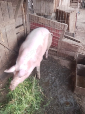 Vând porci 180-200 kilograme  - imagine 3