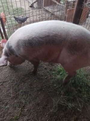 Vând porci 180-200 kilograme  - imagine 4