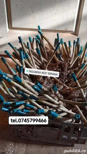 Trimitem oriunde in țară,9copăcei și butași Paulownia,creștere rapidă - imagine 4