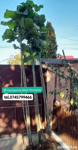  Direct din pepinieră,copăcei,butași Paulownia,creștere rapidă trimitem oriunde in țară