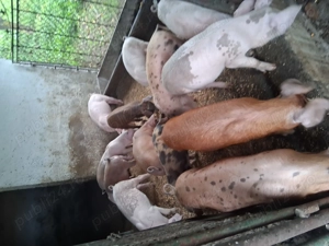 Vand purcei - imagine 4