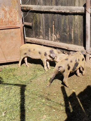 vând purcei crescuți la țară  - imagine 2