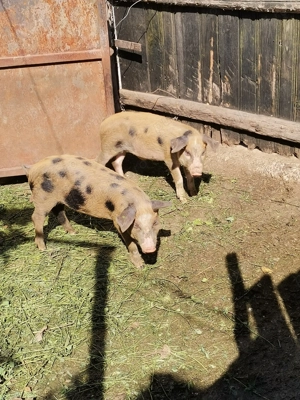 vând purcei crescuți la țară  - imagine 4