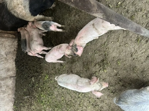 De plecare 9 purcei de 7 saptamani