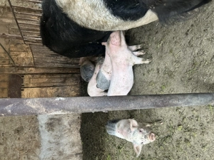 De plecare 9 purcei de 7 saptamani - imagine 3