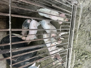 De plecare 9 purcei de 7 saptamani - imagine 4