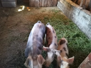 vând purcei crescuti bio - imagine 2