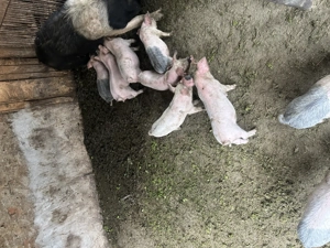 De plecare 9 purcei de 7 saptamani - imagine 2