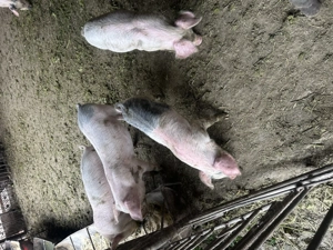 De plecare 9 purcei de 7 saptamani - imagine 5