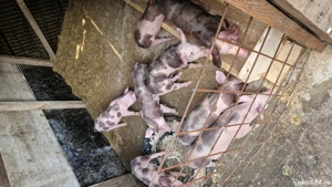 Purcei pietran - imagine 2 Purcei pietran - imagine 2