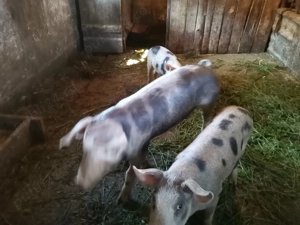 vând purcei crescuti bio