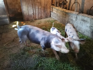 vând purcei crescuti bio - imagine 4