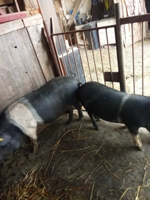 Porci de vânzare 