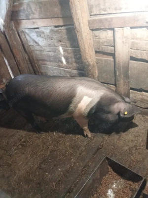 Porci de vânzare  - imagine 2