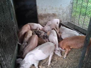 Vand purcei - imagine 2