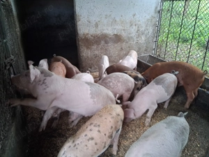 Vand purcei - imagine 3