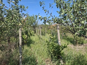 Casă de vânzare, 4 camere, zona centrală, oraș Pâncota, jud. Arad - imagine 8