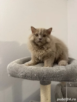 varsta 5 luni motan - imagine 4