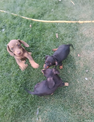 Teckel pui - imagine 2 Teckel pui - imagine 2