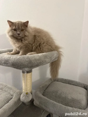 varsta 5 luni motan - imagine 5