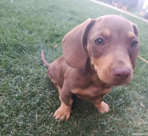 Teckel pui - imagine 3 Teckel pui - imagine 3