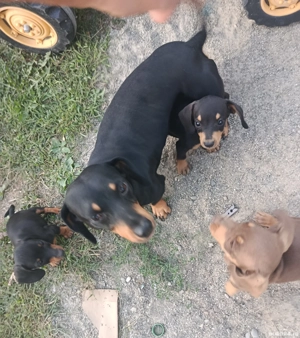 Teckel pui - imagine 5 Teckel pui - imagine 5